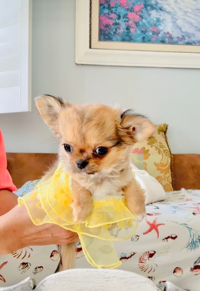 Chihuahua Puppies media 10