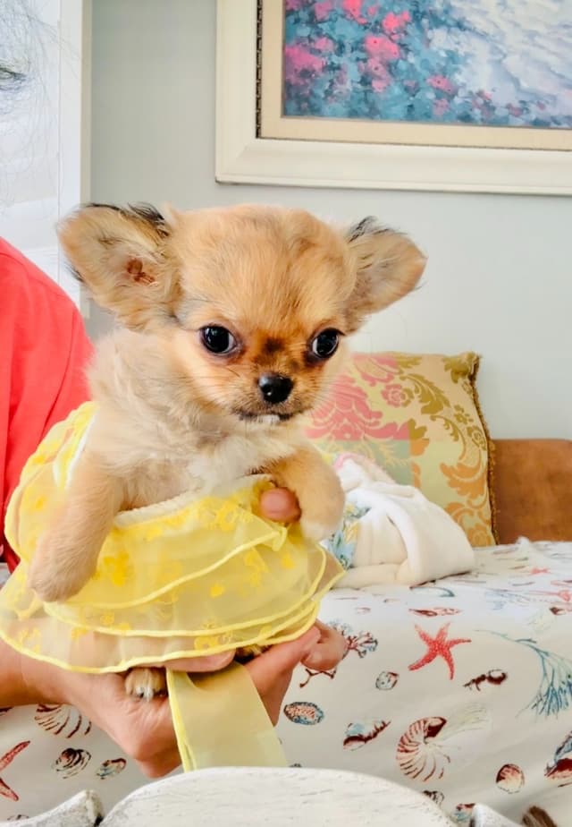 Chihuahua Puppies media 11