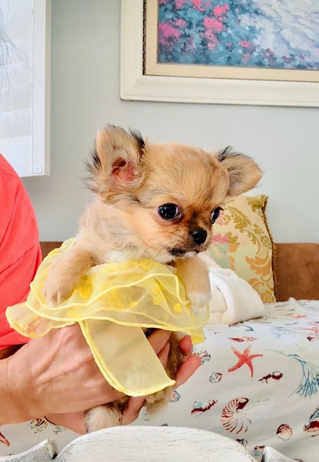 Chihuahua Puppies media 12