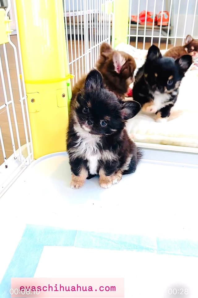 Gorgeous tiny tri- colored puppies, long hair/short hair/all colors media 2