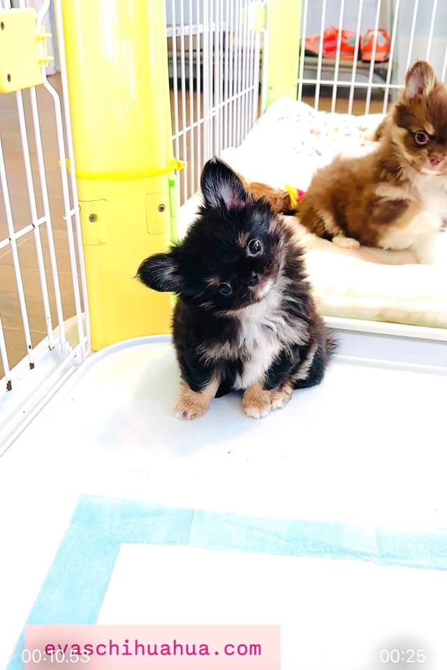 Gorgeous tiny tri- colored puppies, long hair/short hair/all colors media 4