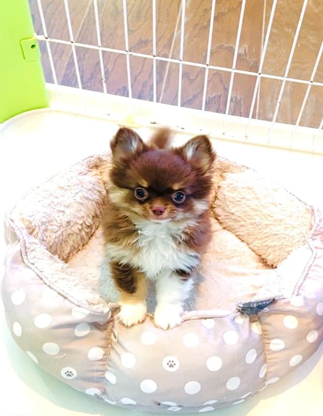 Gorgeous tiny tri- colored puppies, long hair/short hair/all colors media 5