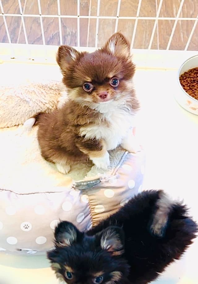 Gorgeous tiny tri- colored puppies, long hair/short hair/all colors media 6