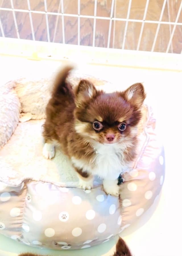 Gorgeous tiny tri- colored puppies, long hair/short hair/all colors media 7