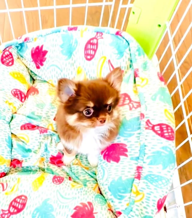 Gorgeous tiny tri- colored puppies, long hair/short hair/all colors media 8
