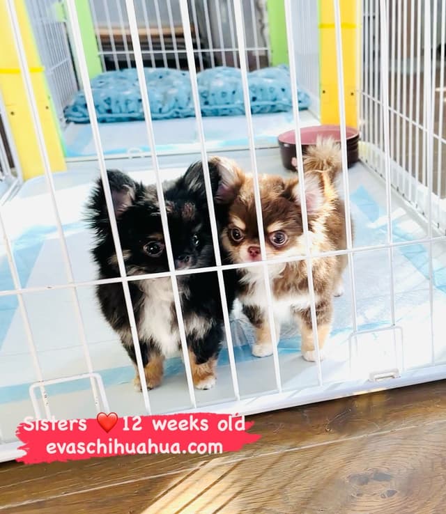 Gorgeous tiny tri- colored puppies, long hair/short hair/all colors media 9
