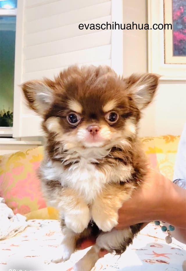 Gorgeous tiny tri- colored puppies, long hair/short hair/all colors media 11