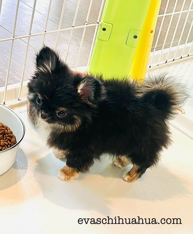 Gorgeous tiny tri- colored puppies, long hair/short hair/all colors media 12