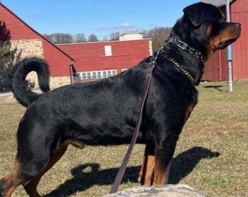 Rottweiler Puppies breeder image 4
