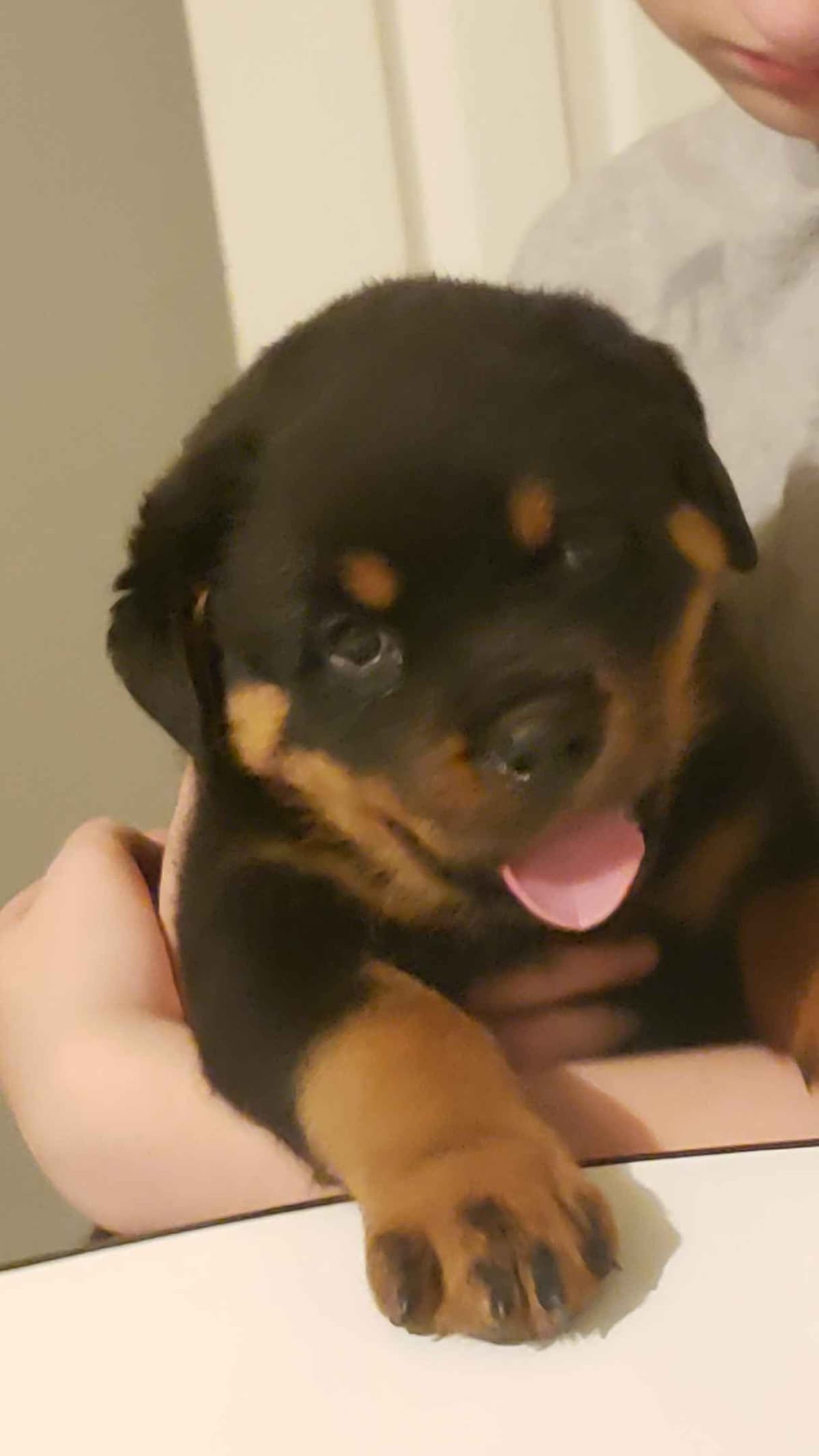 Rottweiler Puppies breeder image 7