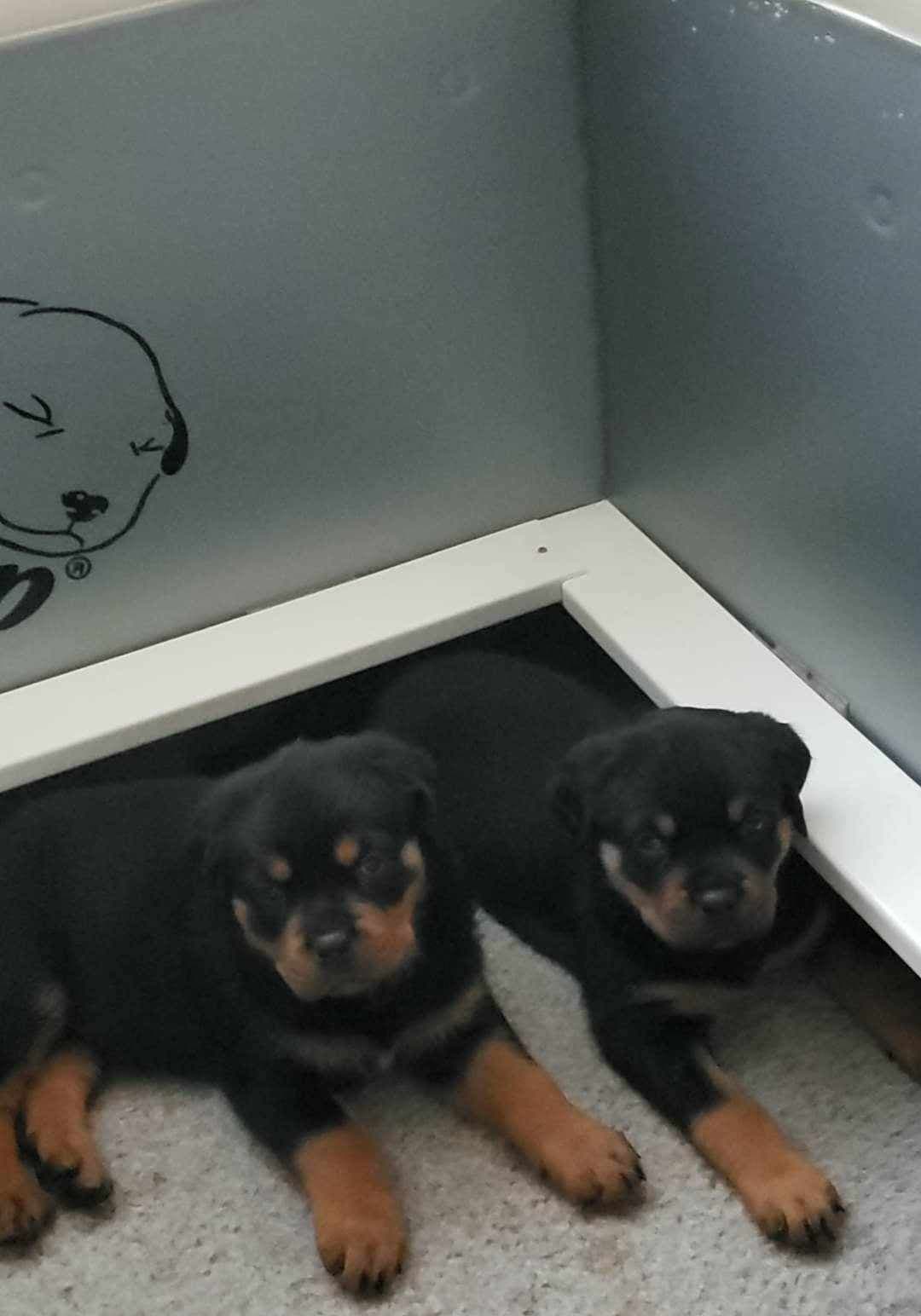 Rottweiler Puppies breeder image 8