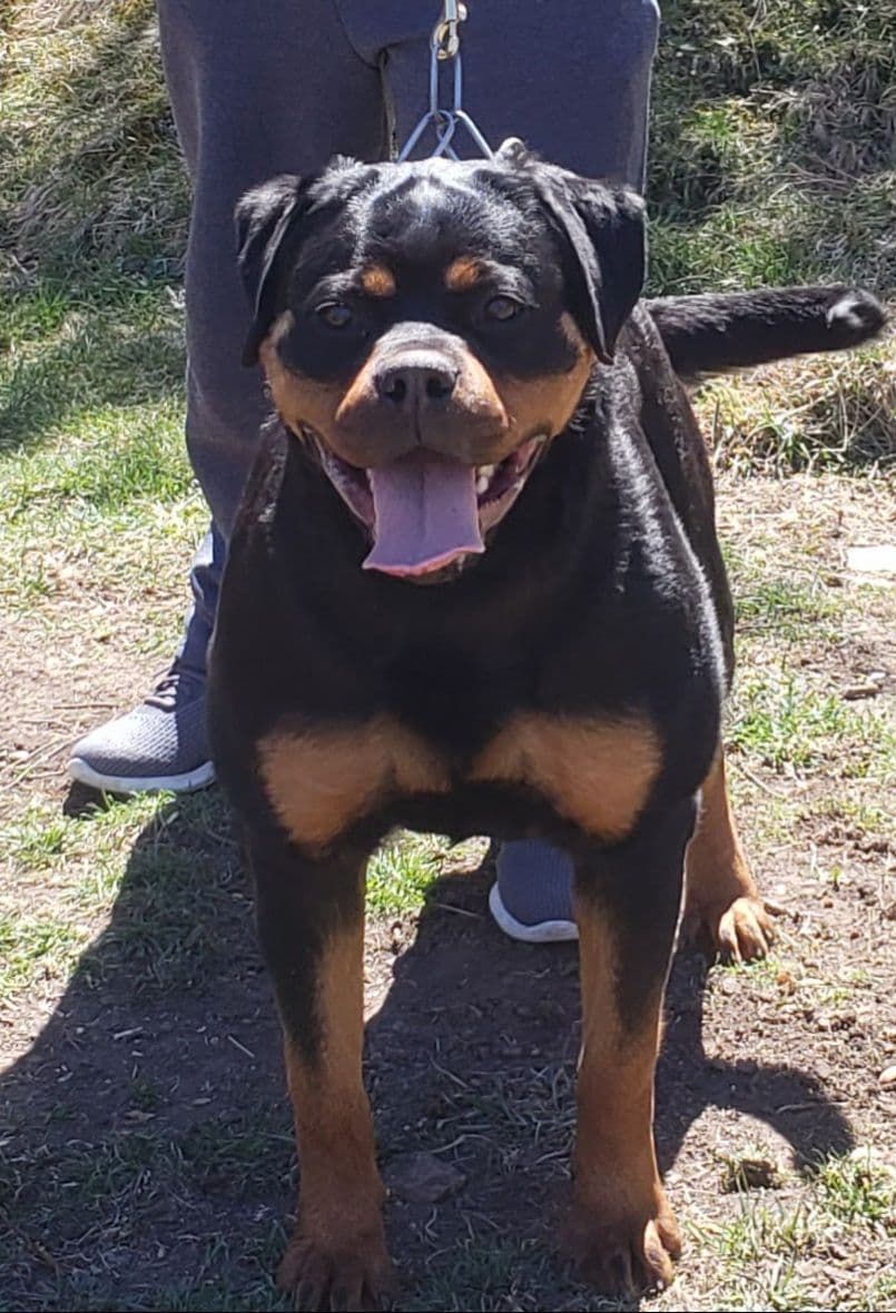 Rottweiler Puppies breeder image 10