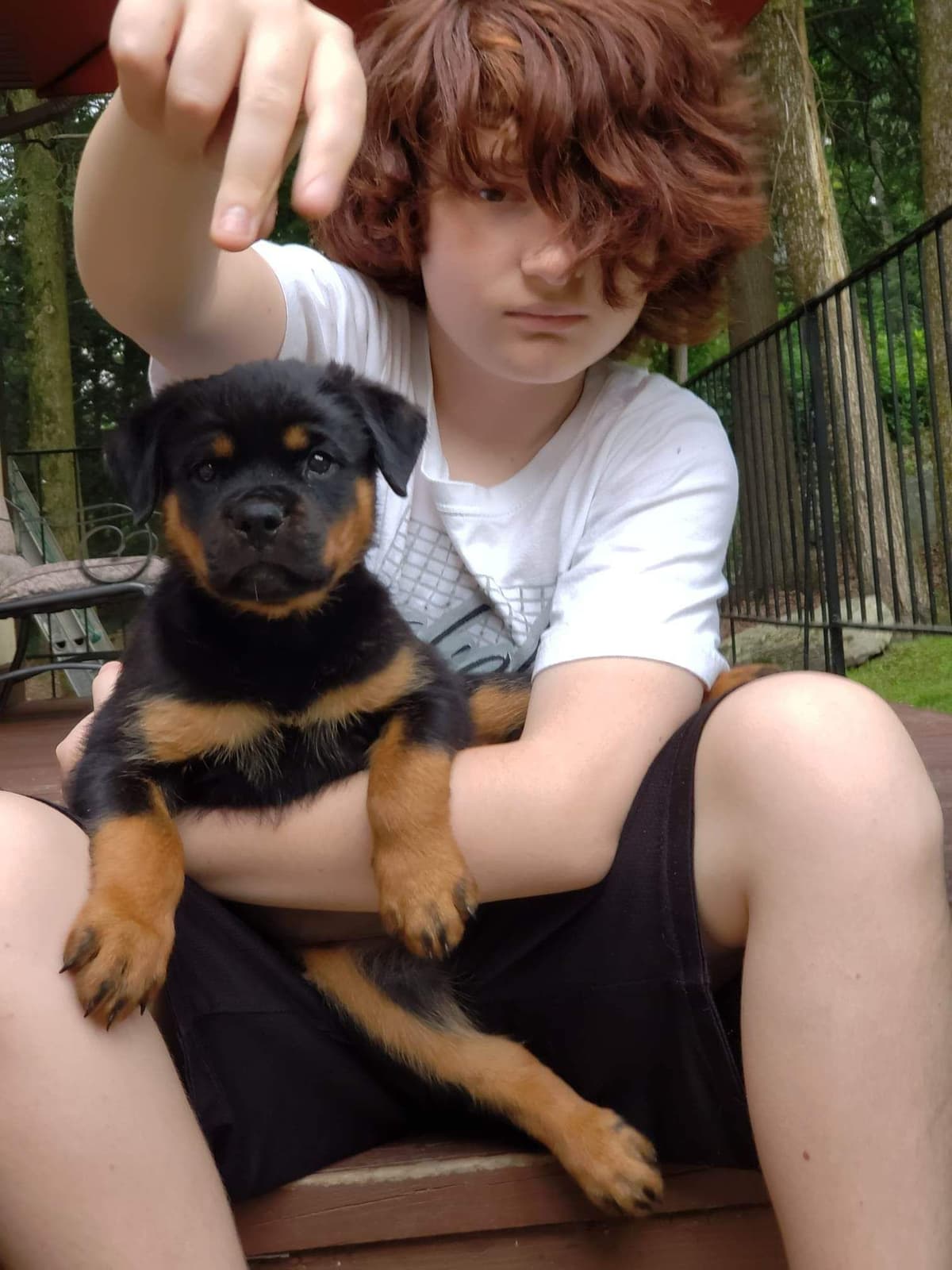 Rottweiler Puppies breeder image 12