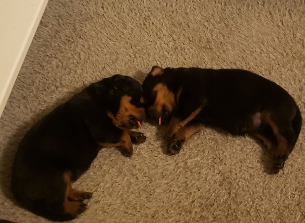 Rottweiler Puppies breeder image 2