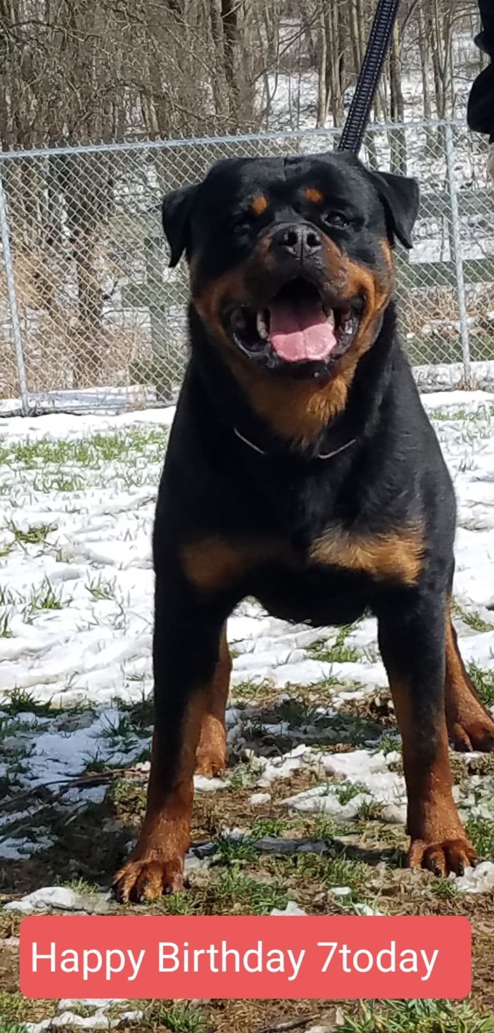 Rottweiler Puppies breeder image 14