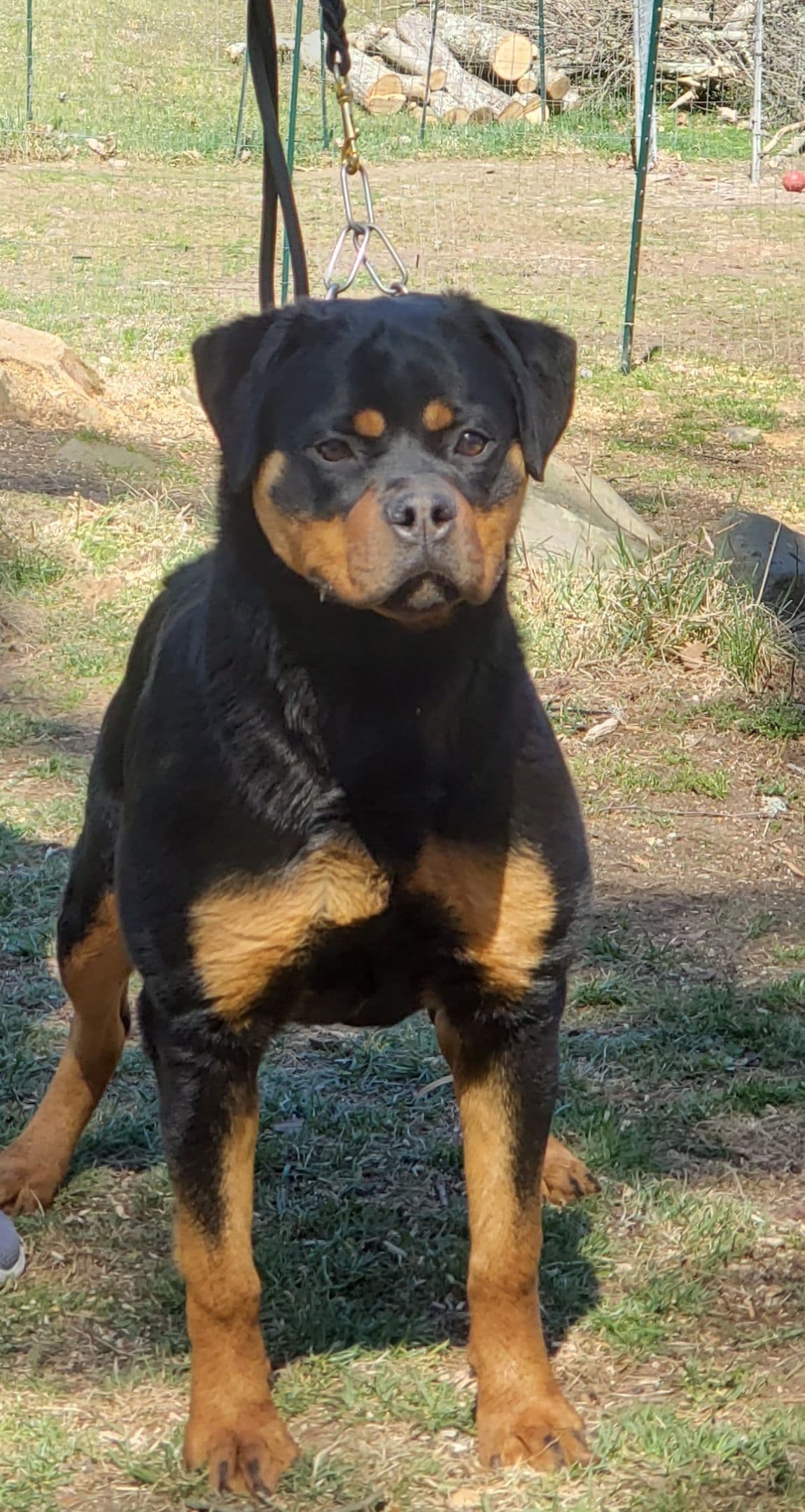Rottweiler Puppies breeder image 15