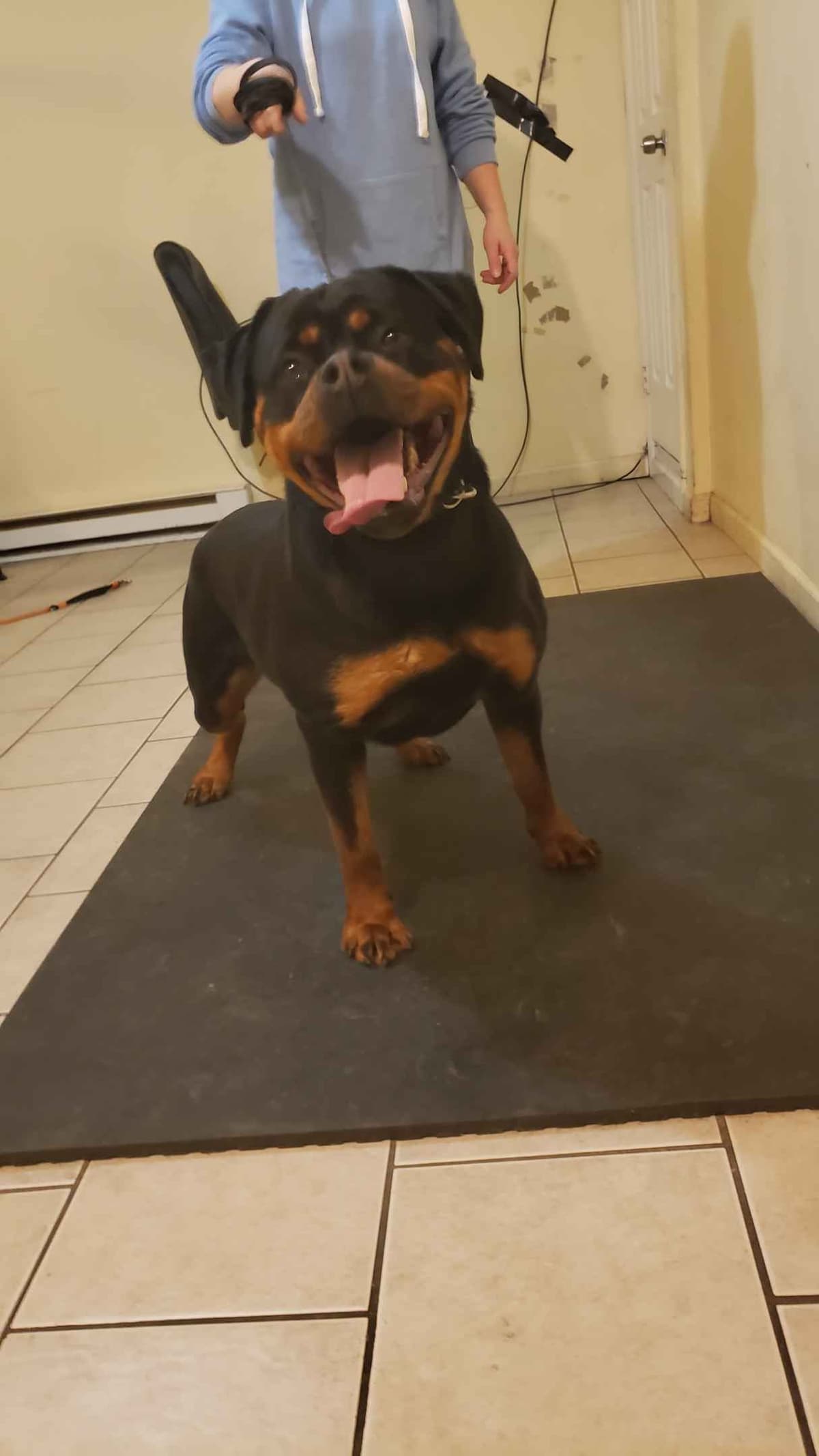 Rottweiler Puppies breeder image 16