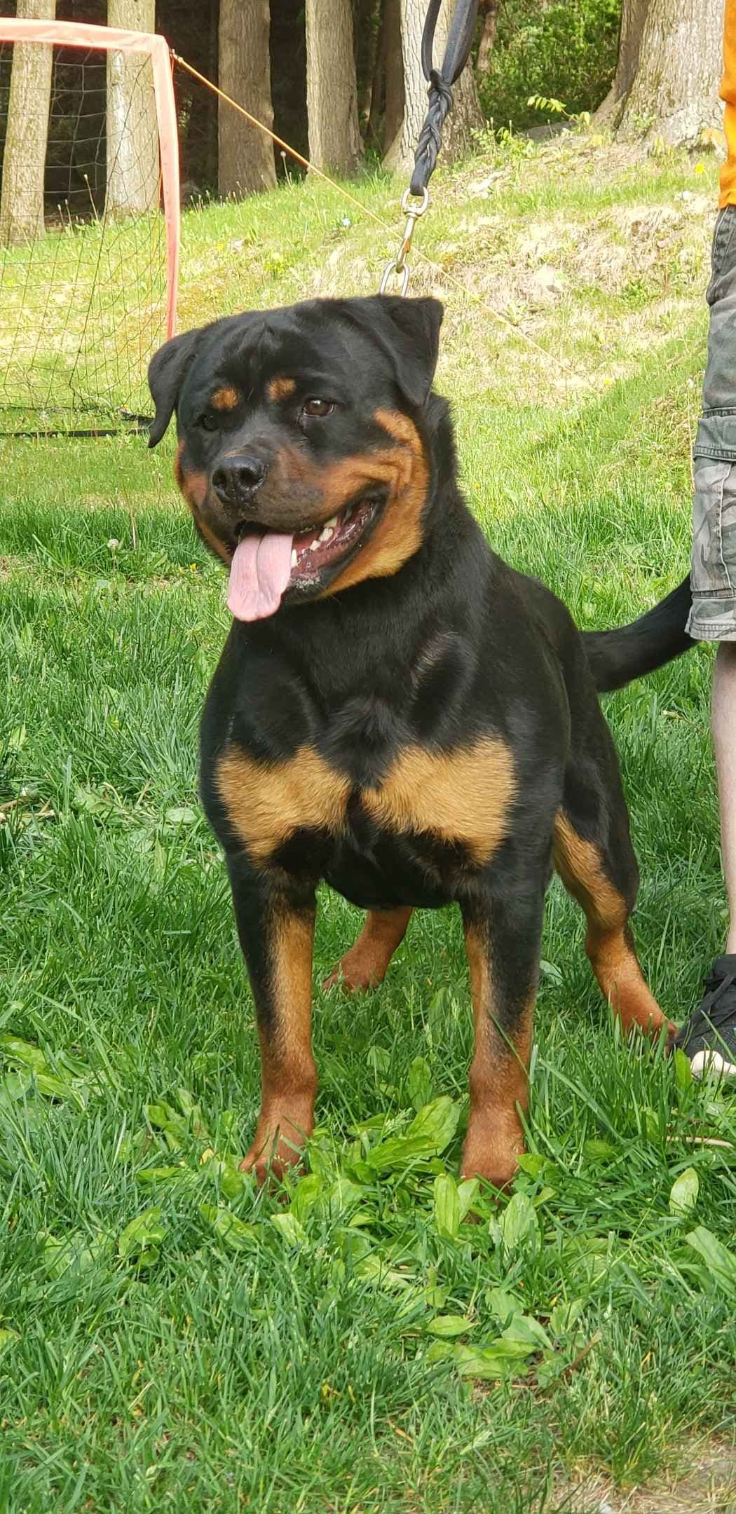 Rottweiler Puppies breeder image 18