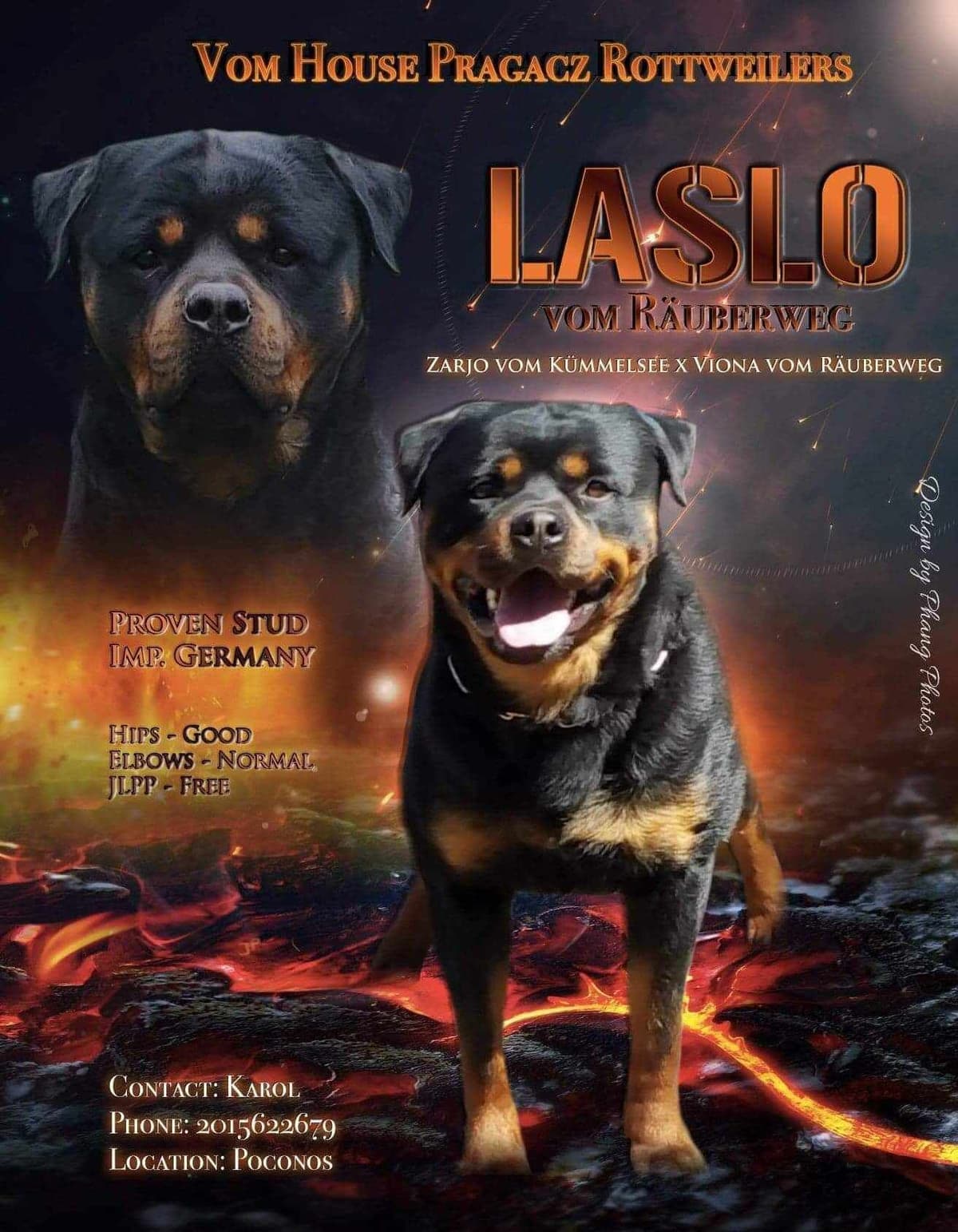 Rottweiler Puppies breeder image 21