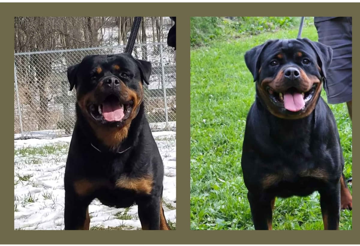 Rottweiler Puppies breeder image 20