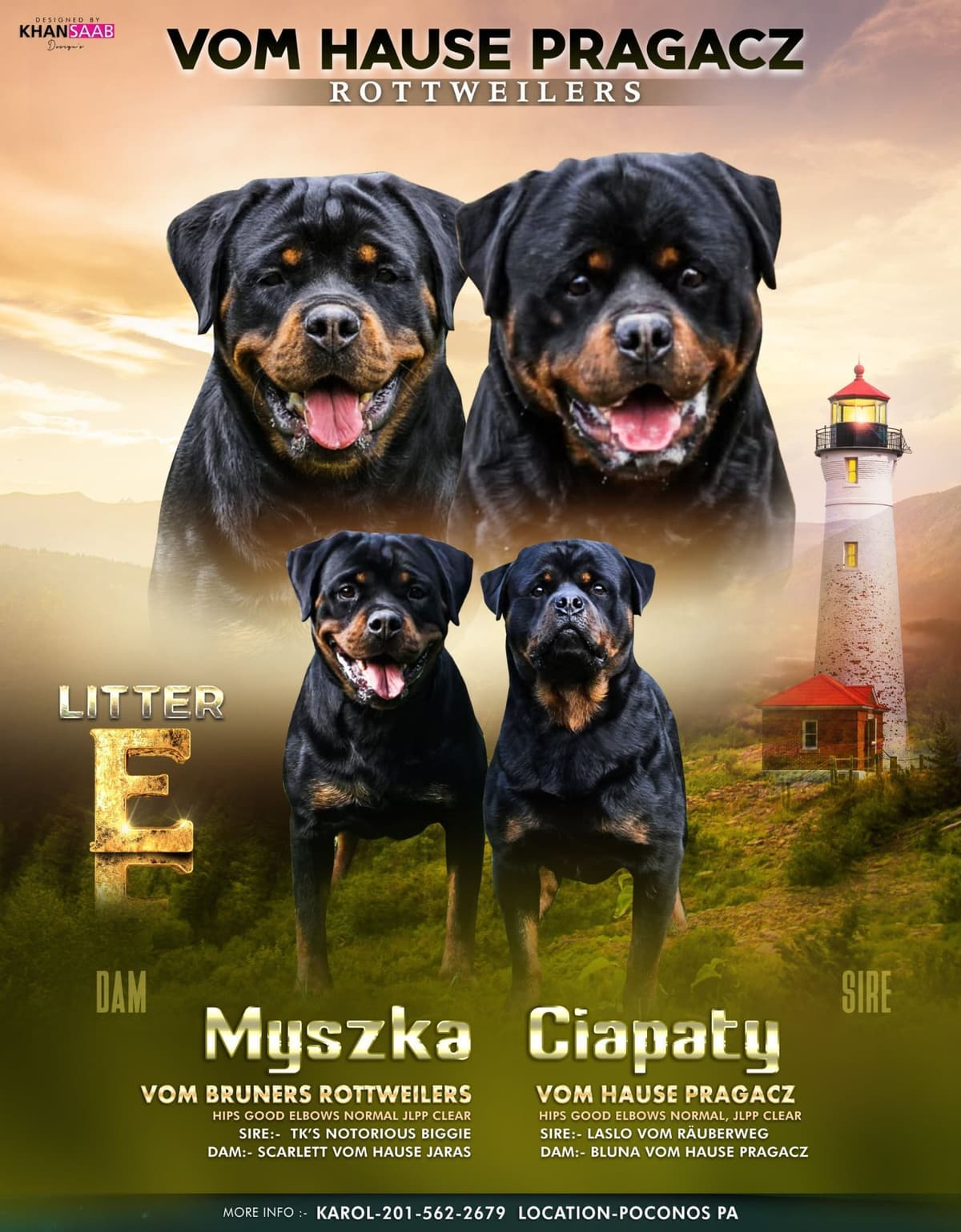 Rottweiler Puppies breeder image 3