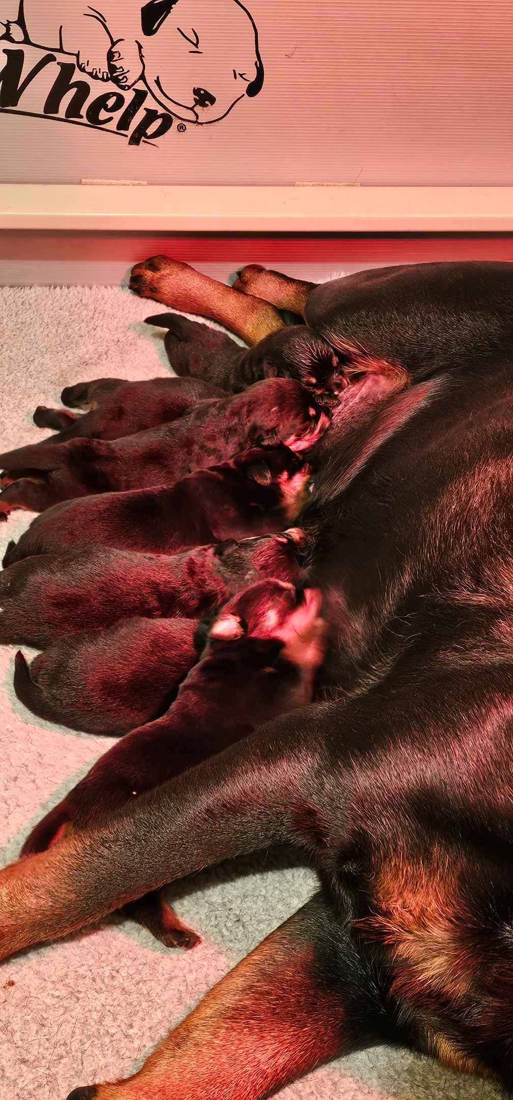 Rottweiler Puppies breeder image 23