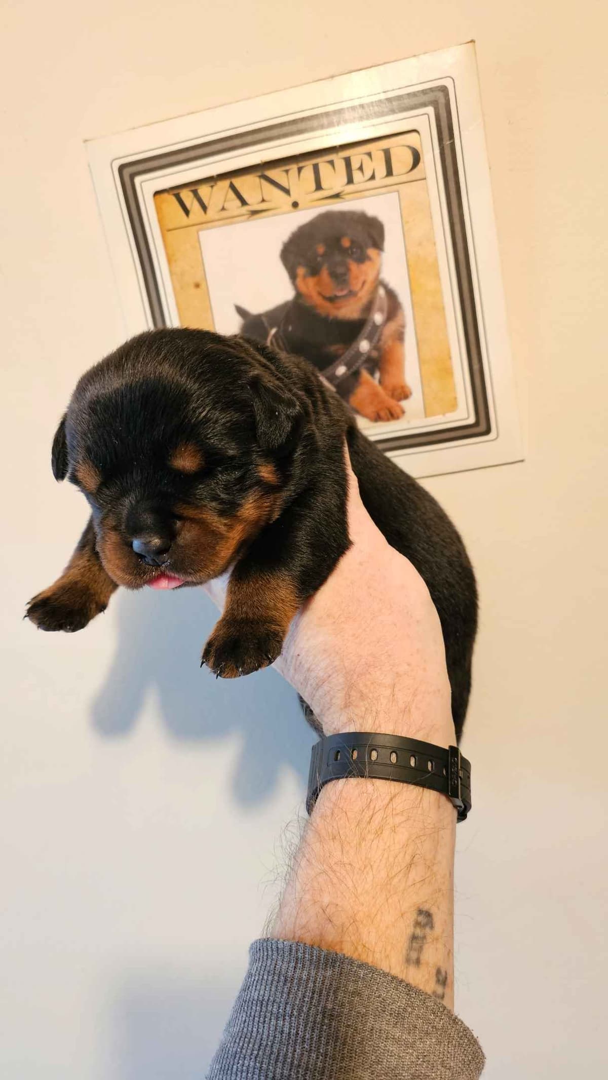Rottweiler Puppies breeder image 1