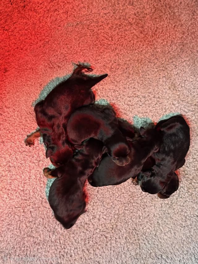 Rottweiler Puppies media 2
