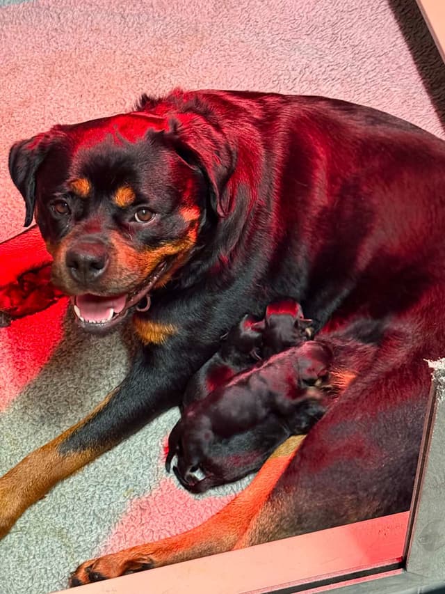 Rottweiler Puppies media 3