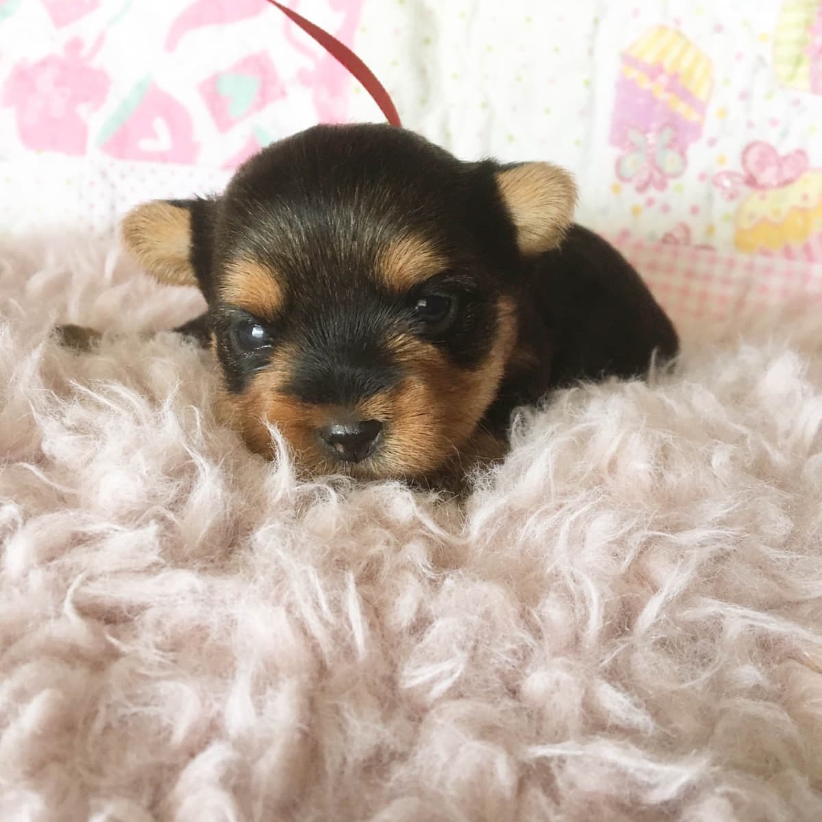 Yorkshire Terrier Puppies breeder image 3
