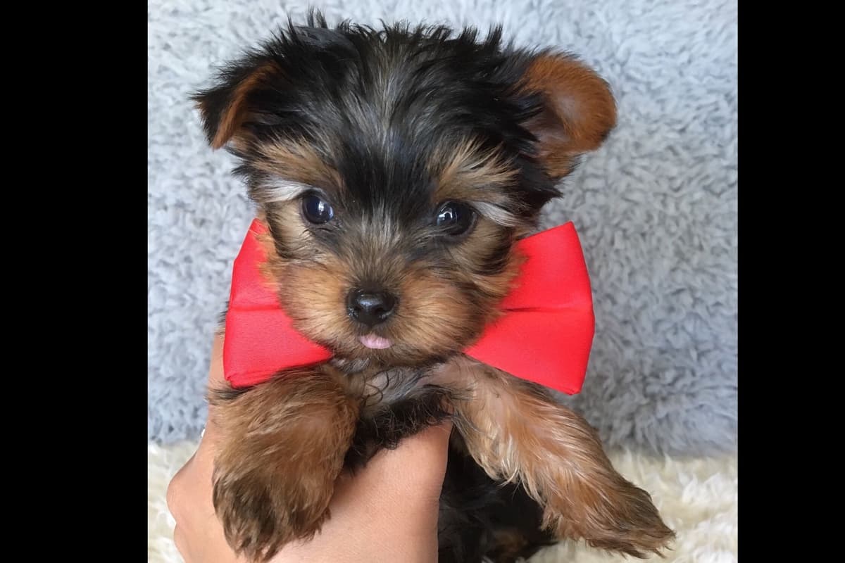 Yorkshire Terrier Puppies breeder image 4