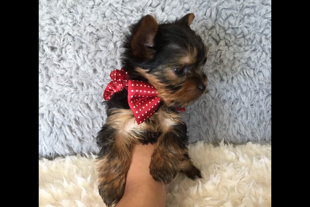 Yorkshire Terrier Puppies breeder image 5