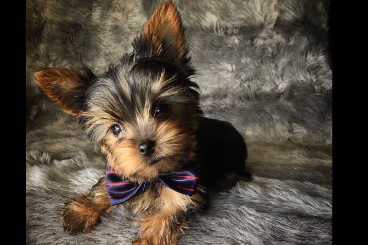 Yorkshire Terrier Puppies breeder image 6
