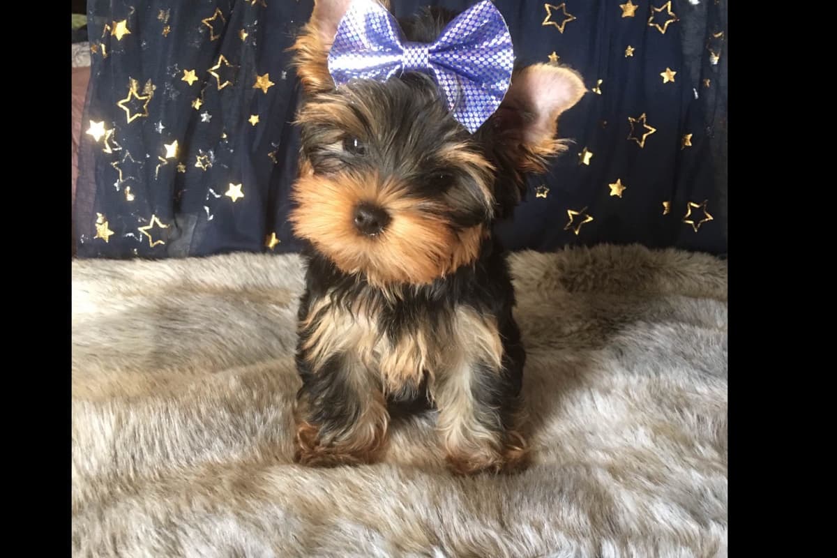 Yorkshire Terrier Puppies breeder image 1