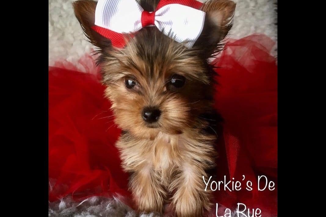 Yorkshire Terrier Puppies breeder image 7