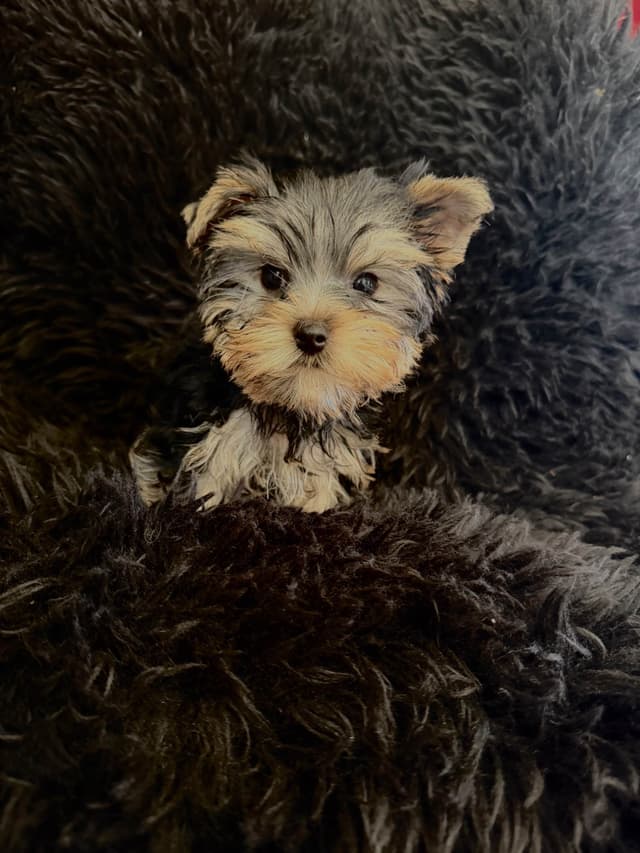 Yorkshire Terrier Puppies media 2