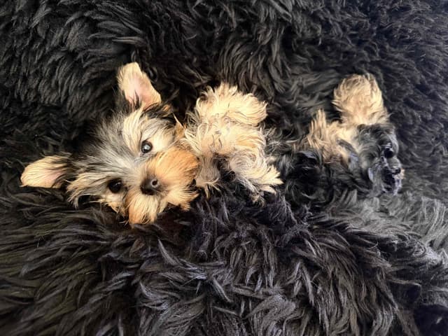 Yorkshire Terrier Puppies media 3