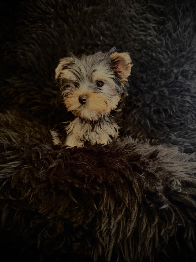 Yorkshire Terrier Puppies media 4