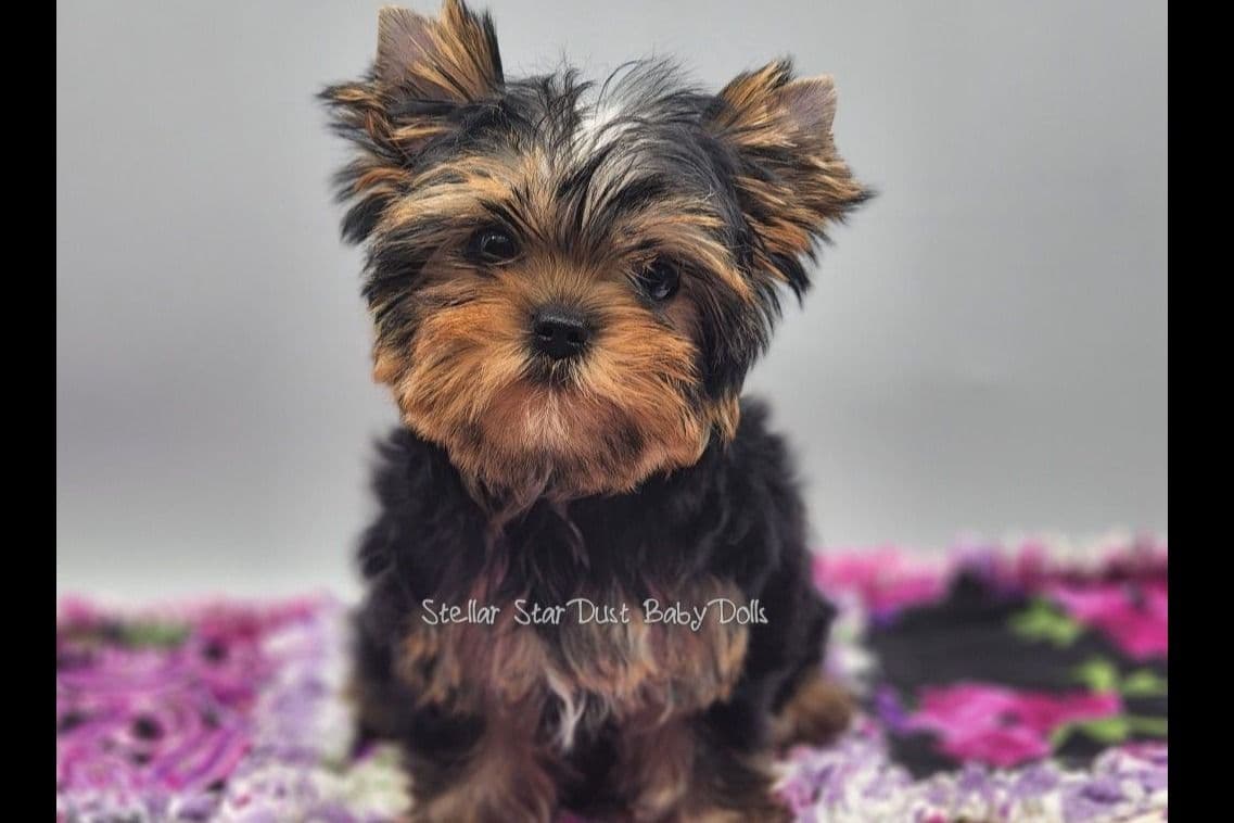 Biewer Terrier Puppies breeder image 4