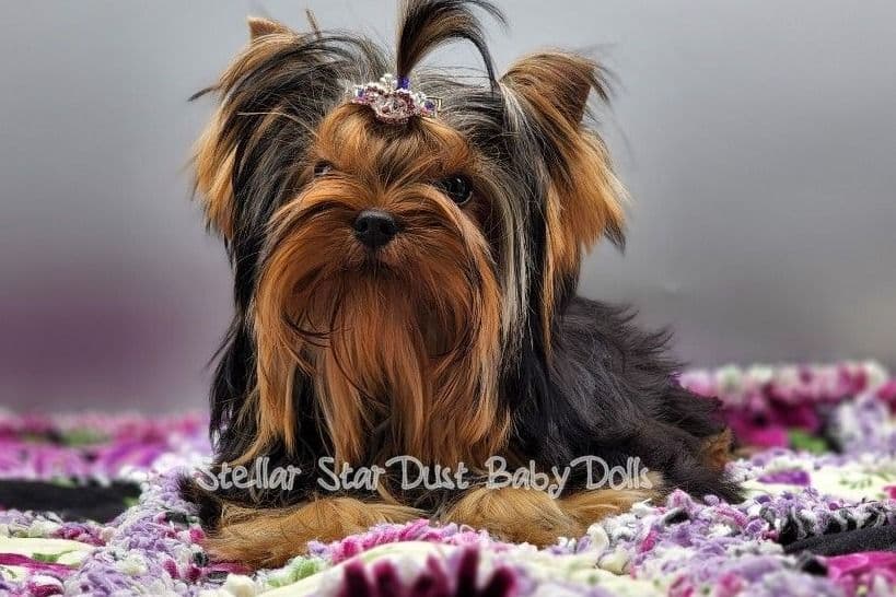 Biewer Terrier Puppies breeder image 5