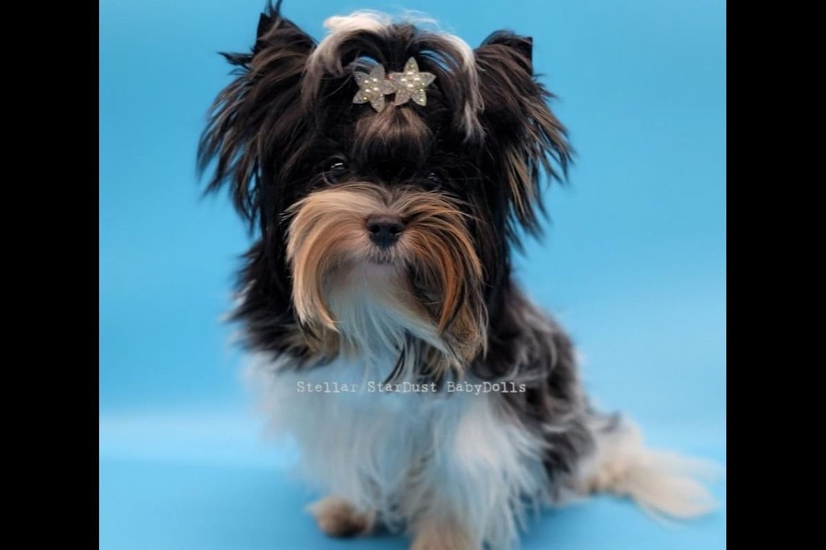 Biewer Terrier Puppies breeder image 7
