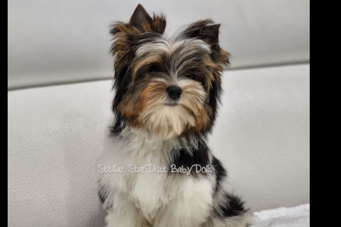 Biewer Terrier Puppies breeder image 8
