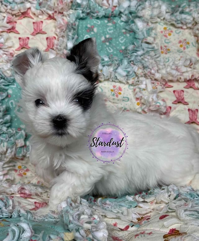 Biewer Terrier Puppies media 3