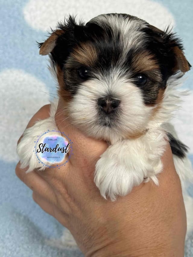 Biewer Terrier Puppies media 4