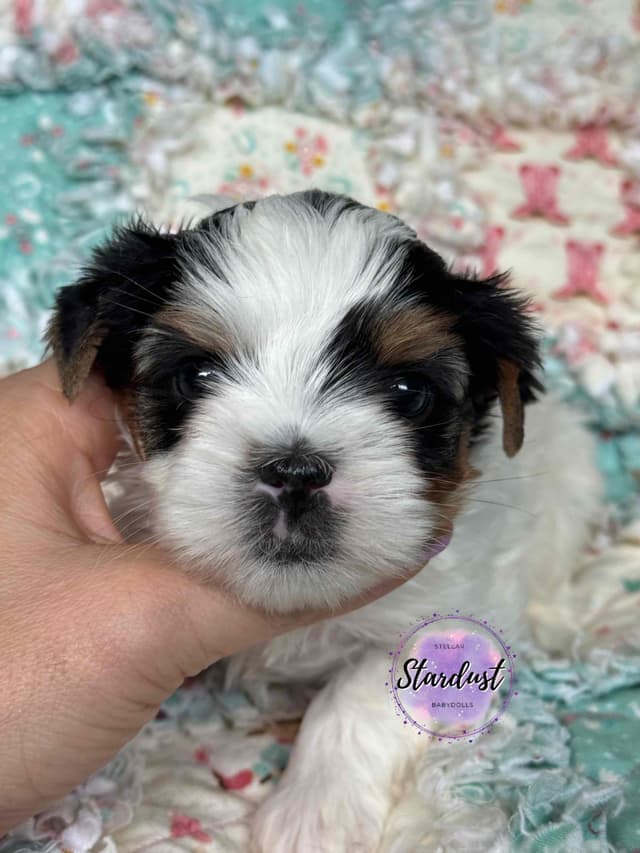 Biewer Terrier Puppies media 2