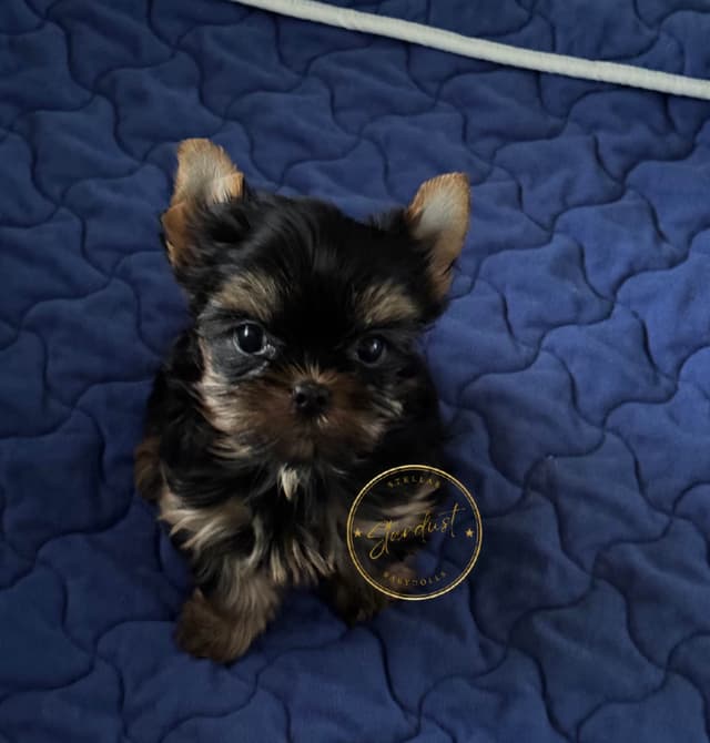 Yorkshire Terrier Puppies media 2