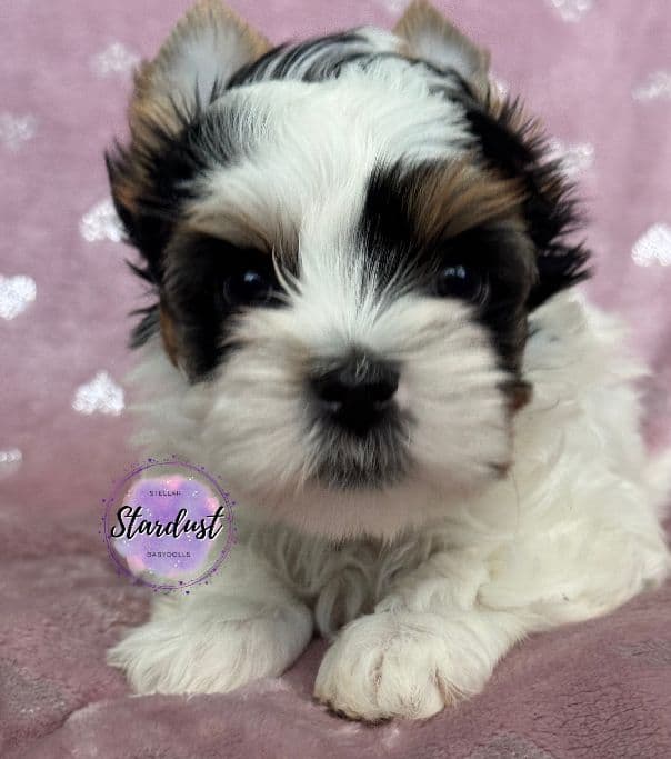 Biewer Terrier Puppies media 2