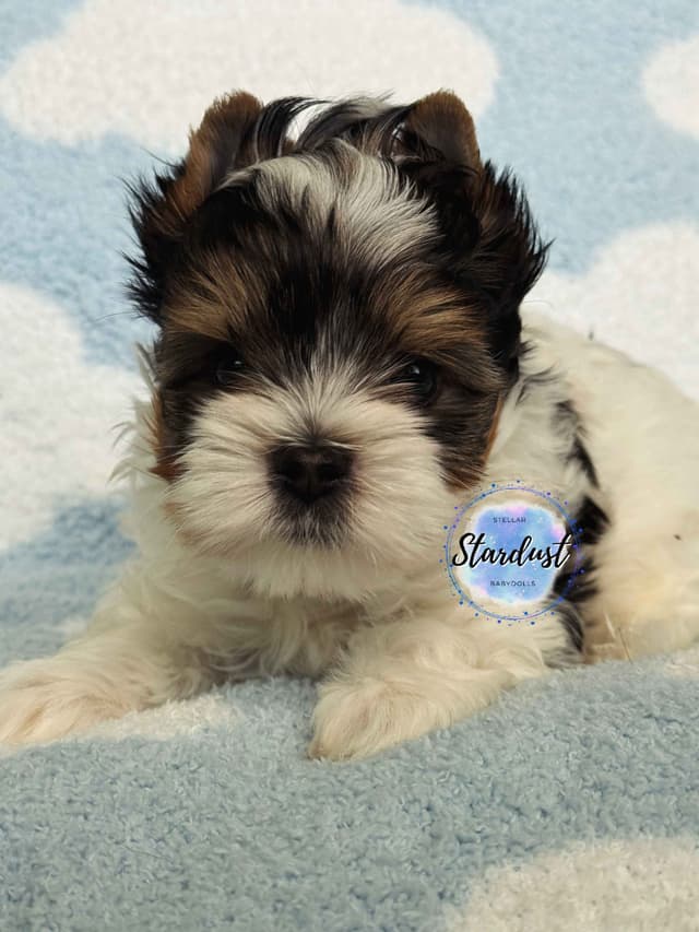 Biewer Terrier Puppies media 3