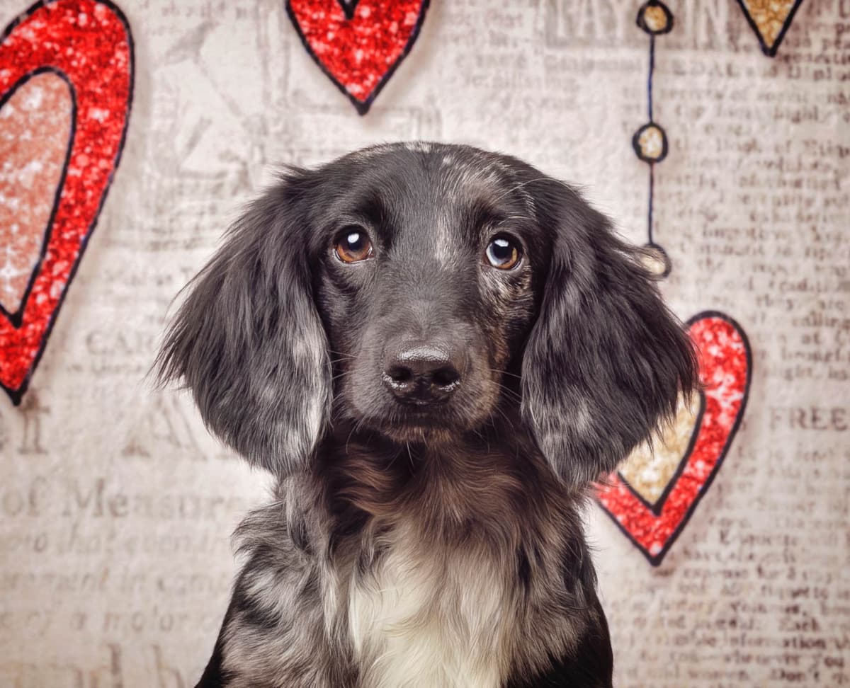 Dachshund Puppies breeder image 1