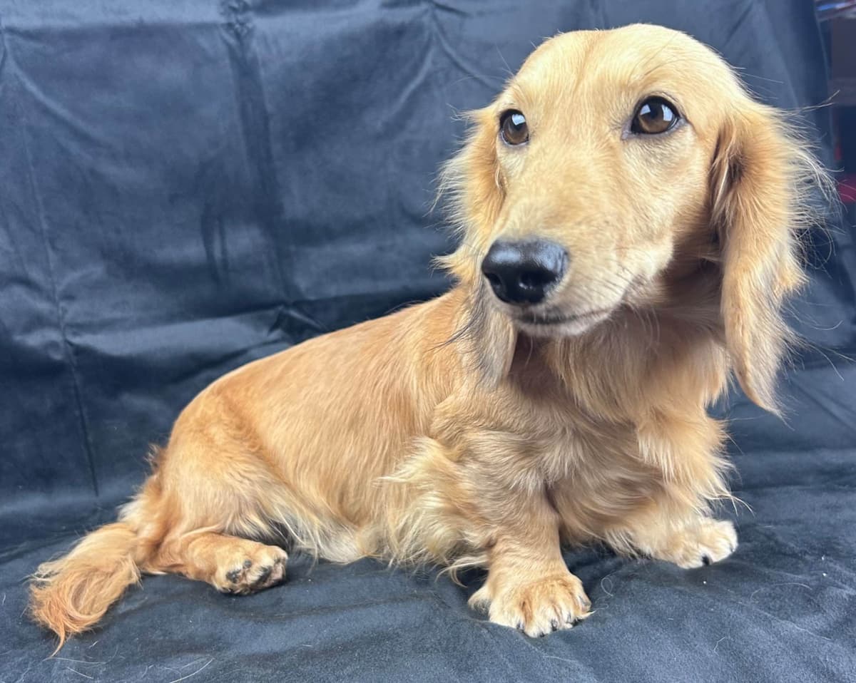 Dachshund Puppies breeder image 5